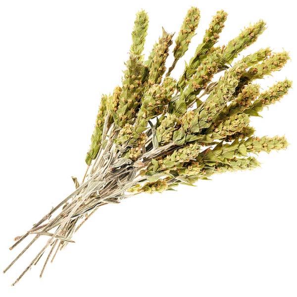 Griechischer Bergtee - Ganze Rispen - Bio